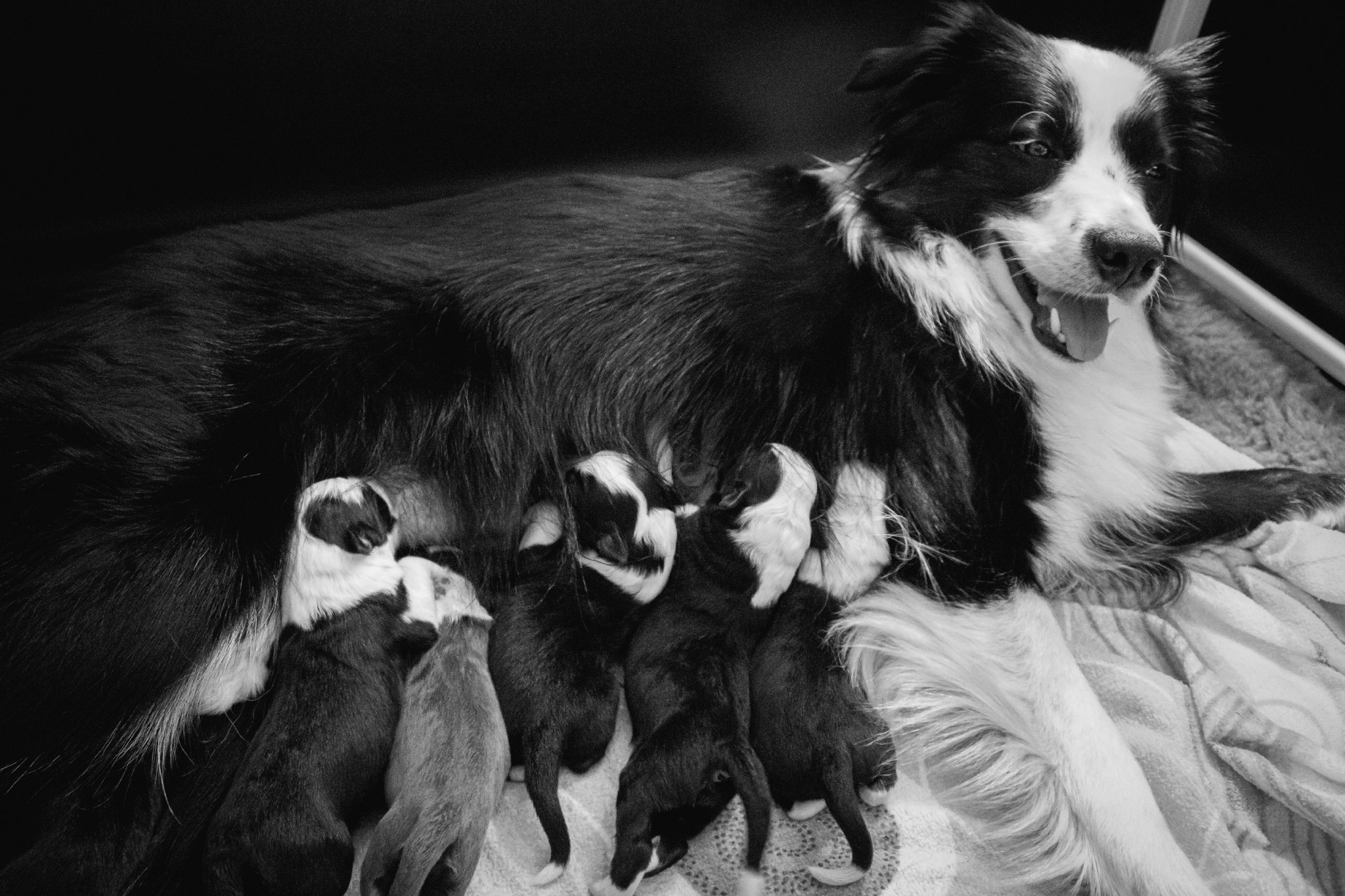 Border Collie Hündin Nell mit ihren ersten Welpen