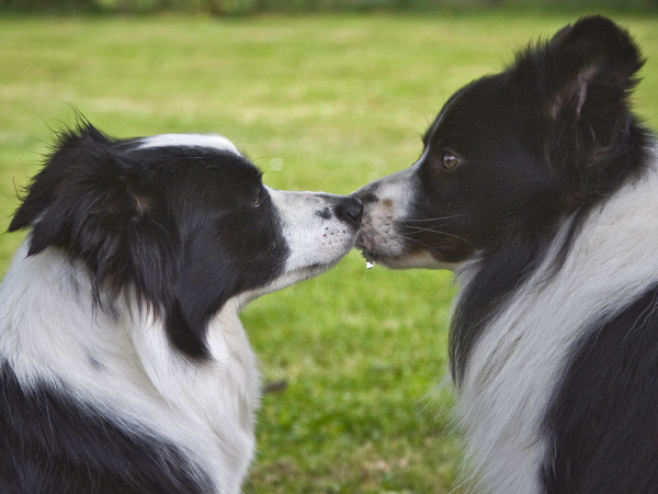 WTB-Border-Collies-A-2