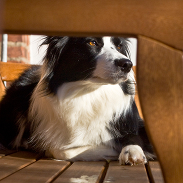 WTB-Border-Collies-A-21