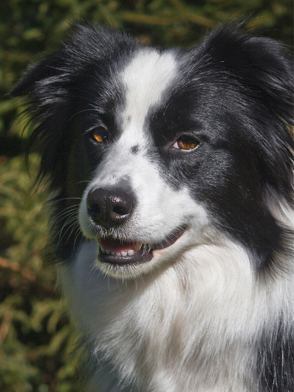 WTB-Border-Collies-A-3