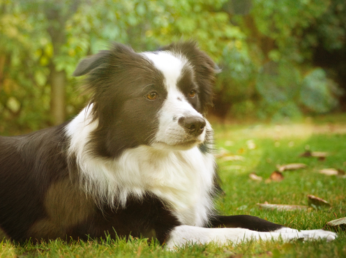 WTB-Border-Collies-A-6