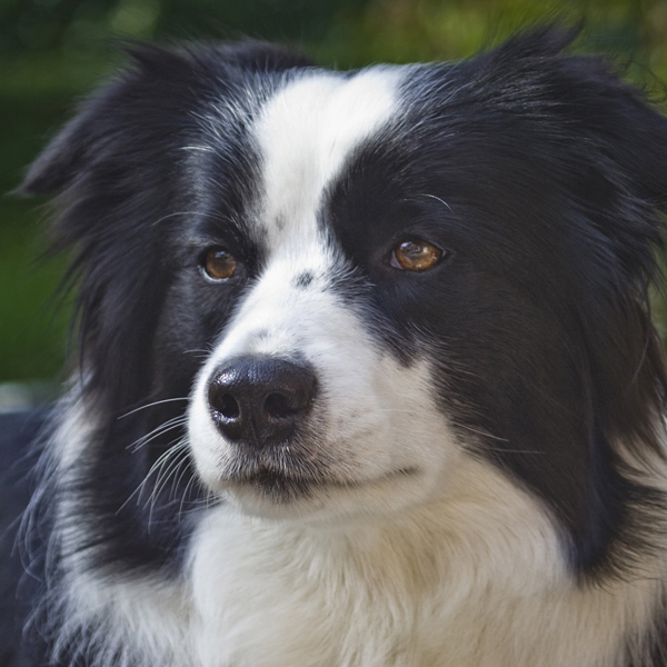 WTB-Border-Collies-A1