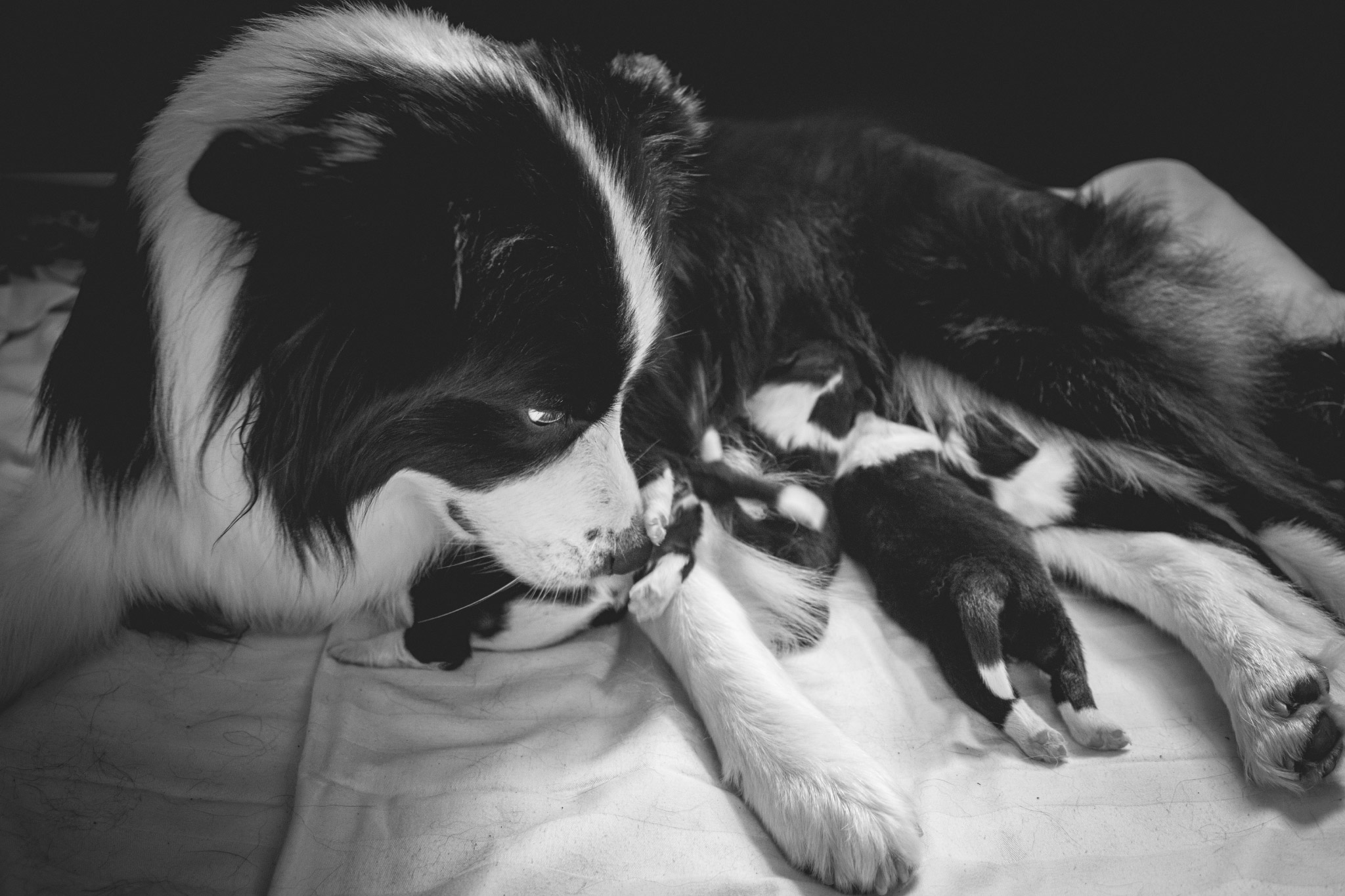 Border Collie Hündin Ida mit ihren Welpen