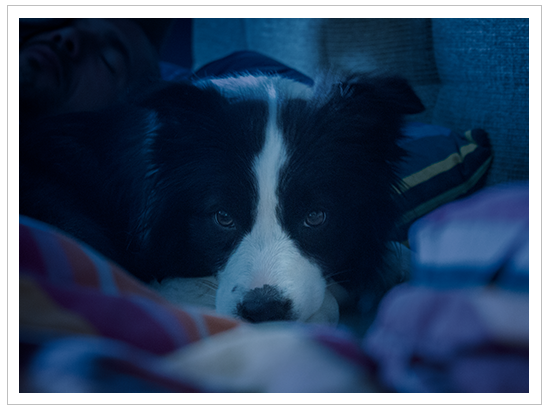 Border Collie Hündin Ida in der zweiten Woche der Trächtigkeit