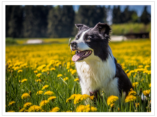 Border Collie Hündin in einer Löwenzahnwiese im Westerwald bei Liebenscheid