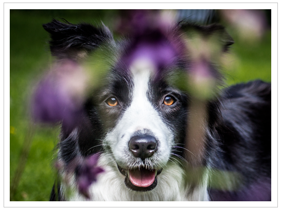 Border Collie Hündin Ida ist trächtig