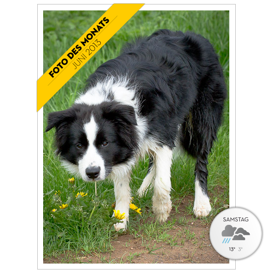 Border Collie Lou am Wegesrand einer Löwenzahnwiese