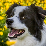 Border Collie Hündin Nell wird vier Jahre alt