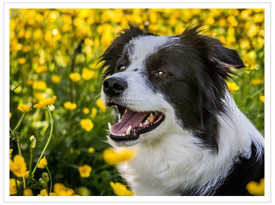 Border Collie Hündin Nell wird vier Jahre alt