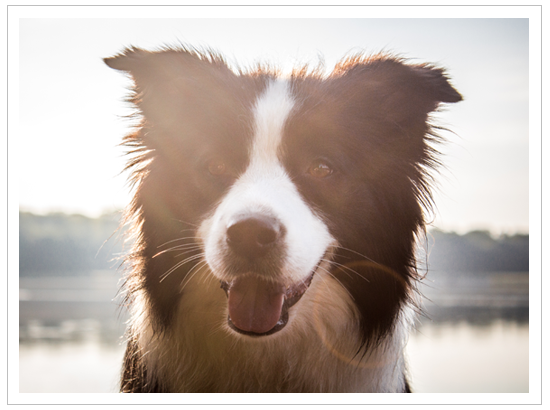 Border Collie Hündin morgens am Heisterberger Weiher