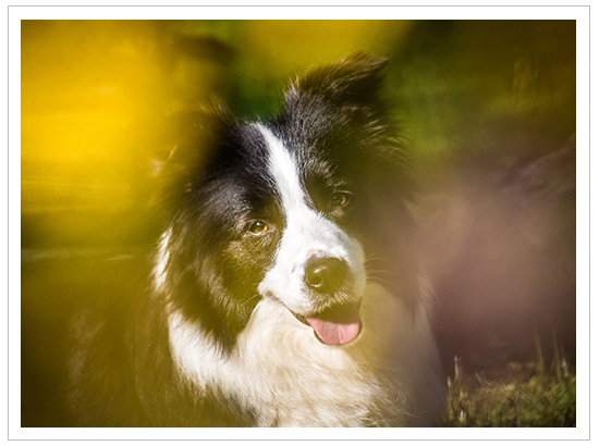 Border Collie Hündin im Blumenmeer