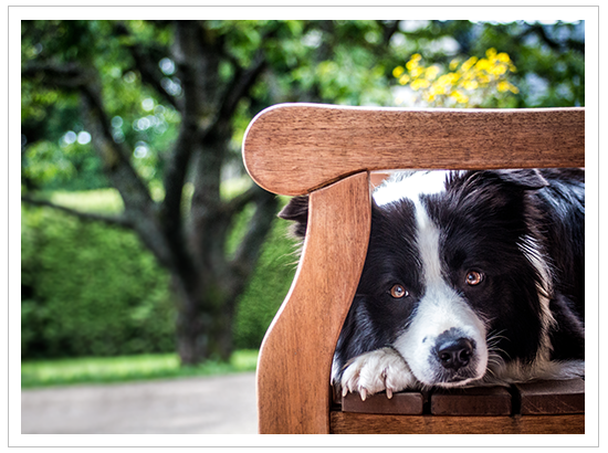 Border Collie Hündin auf einer Gartenbank