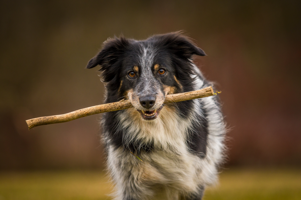 Border Collie Hündin Amy beim Apportieren