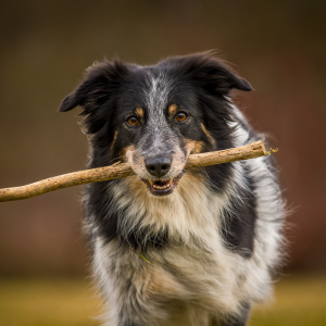 Border Collie Hündin Amy beim Apportieren