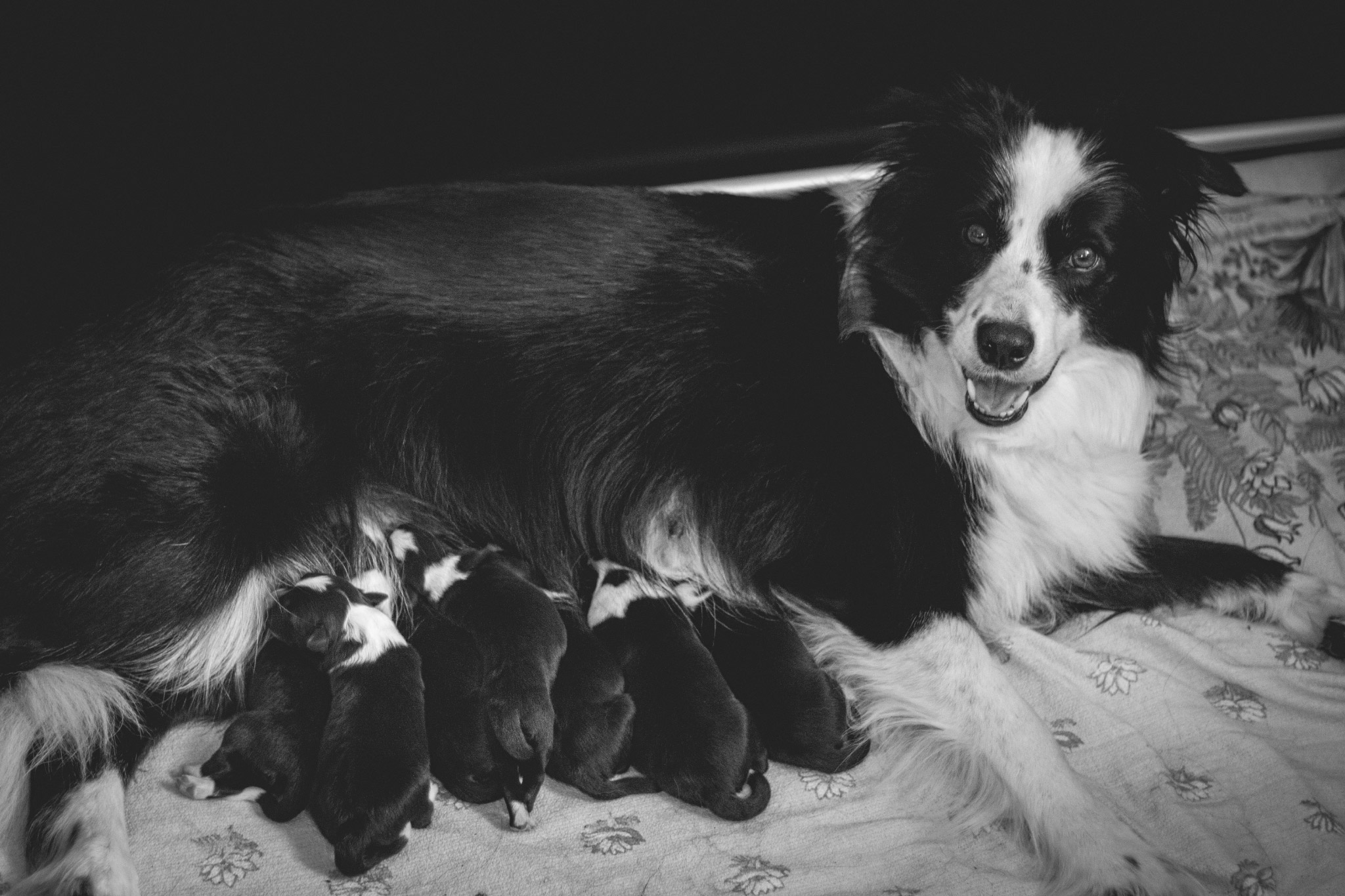 Border Collie Hündin Nell mit ihren Welpen