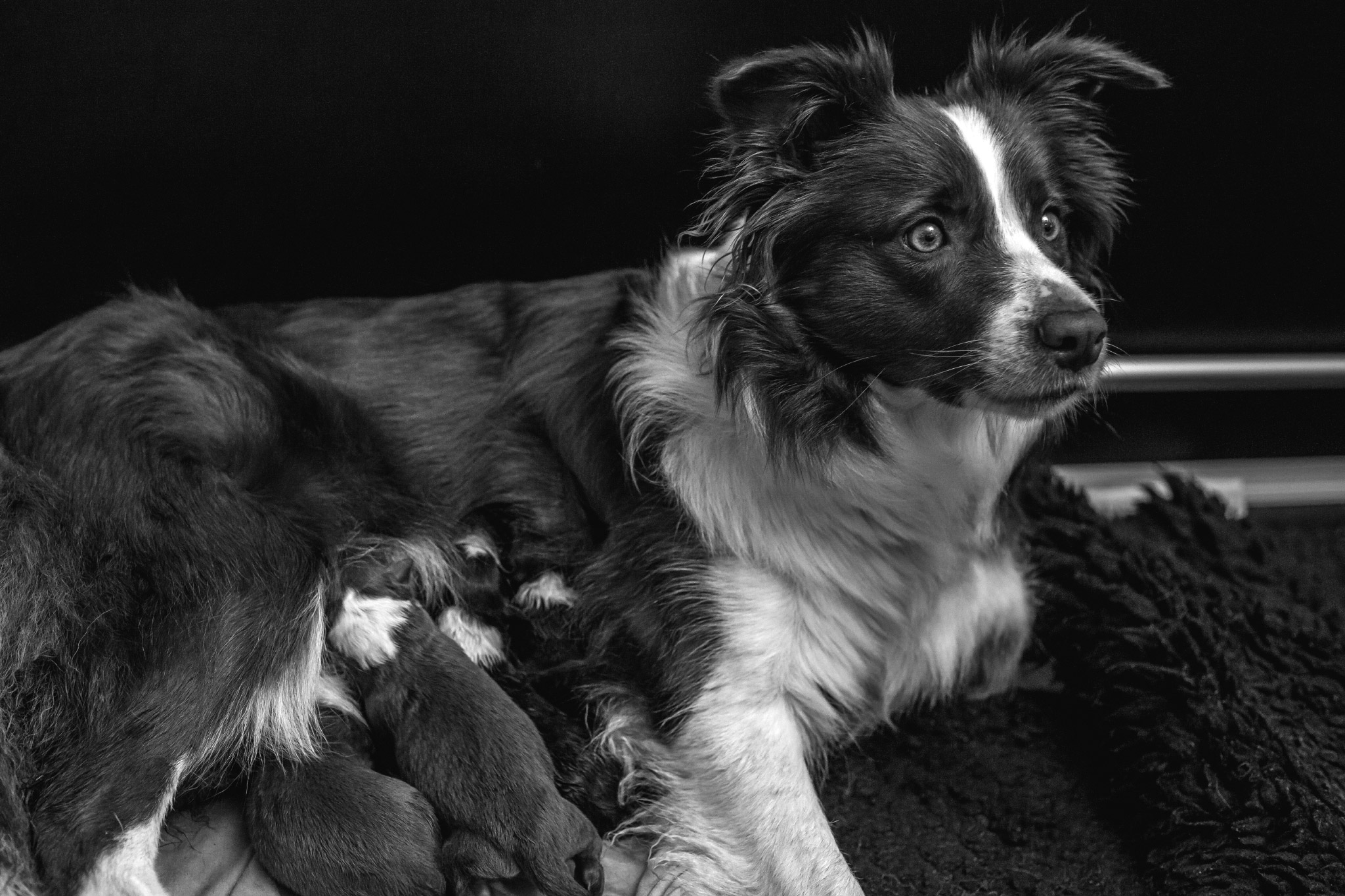 Border Collie Hündin Edda mit ihren ersten Welpen