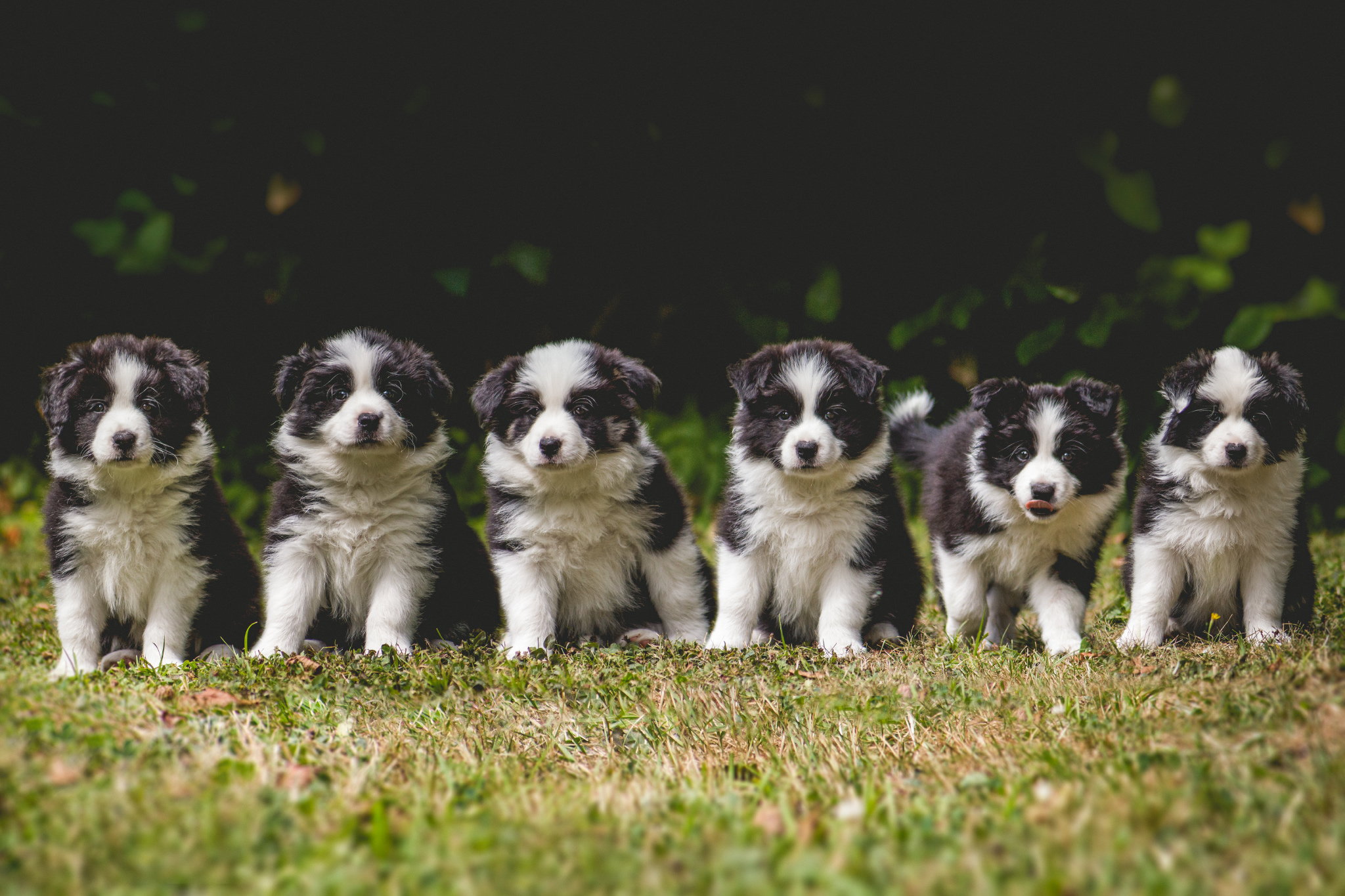 Gruppenfoto von sechs Border Collie Welpen: unser B-Wurf, geboren im Juni 2013.