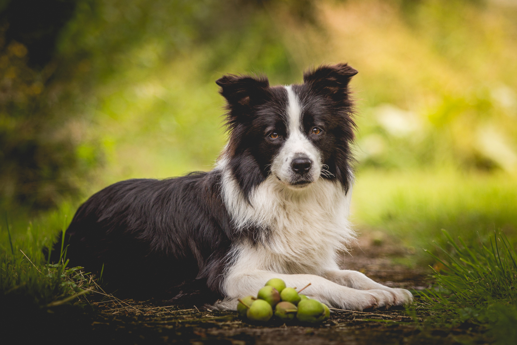 Border Collie Hündin Ida mit grünen Äpfeln