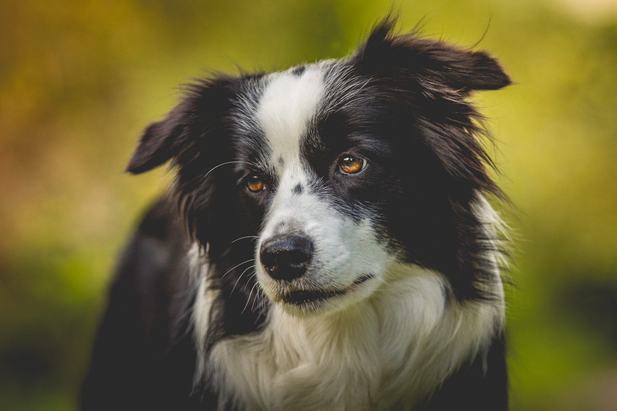 Verträumte Border Collie Hündin