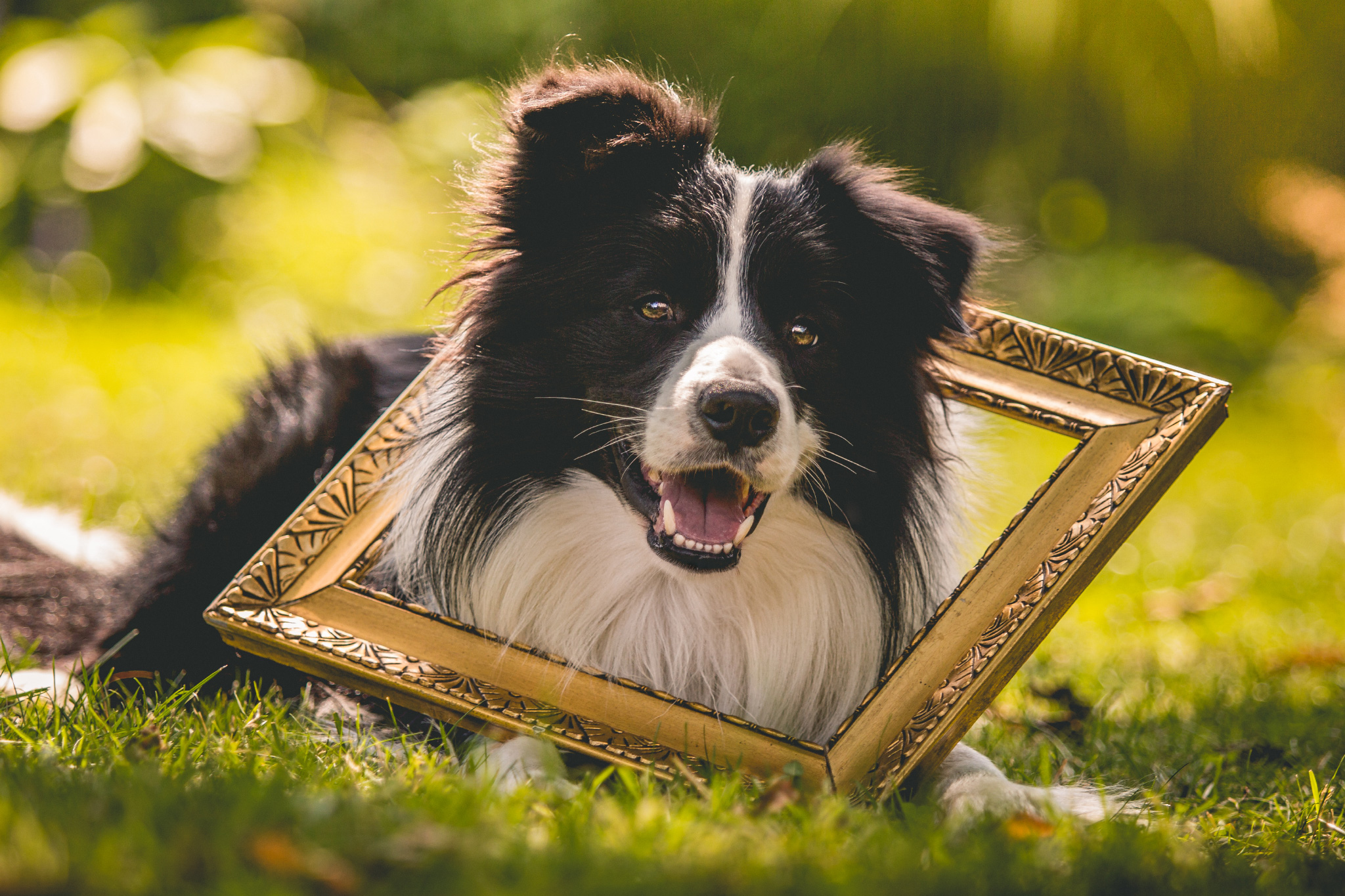 Fotoshooting mit Border Collie: unser Border Collie Rüde Zion posiert in einem vergoldeten Stuckrahmen.