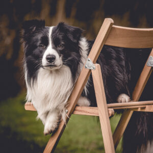 Border Collie Rüde Zion präsentiert sich auf einem Gartenstuhl.