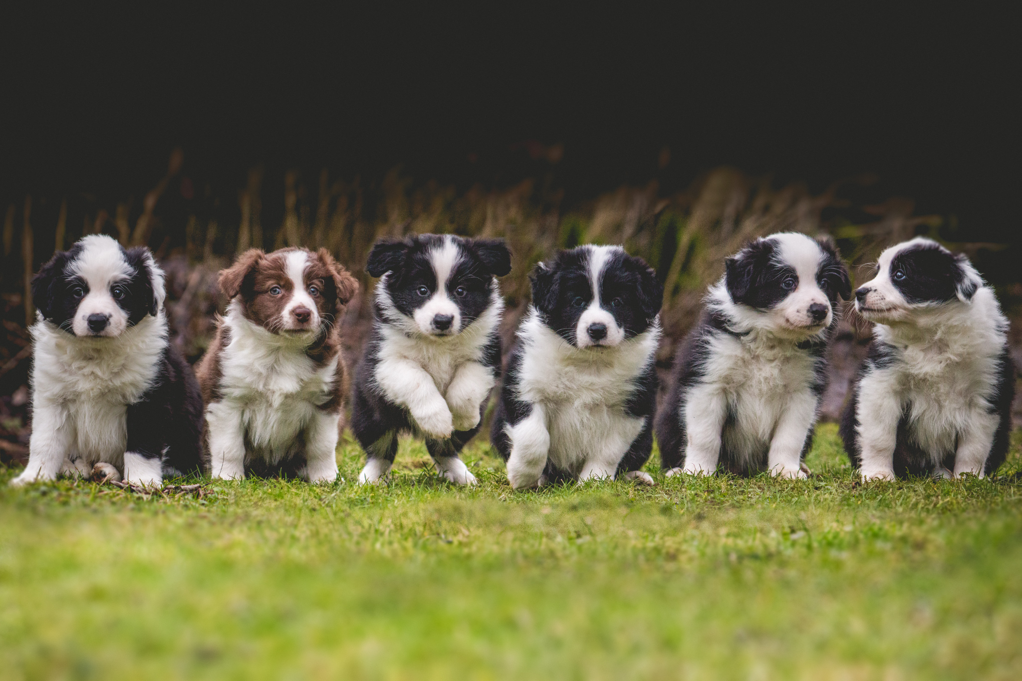 Gruppenfoto von sechs Border Collie Welpen in chocolate-white und black-white aus VDH-Zucht.