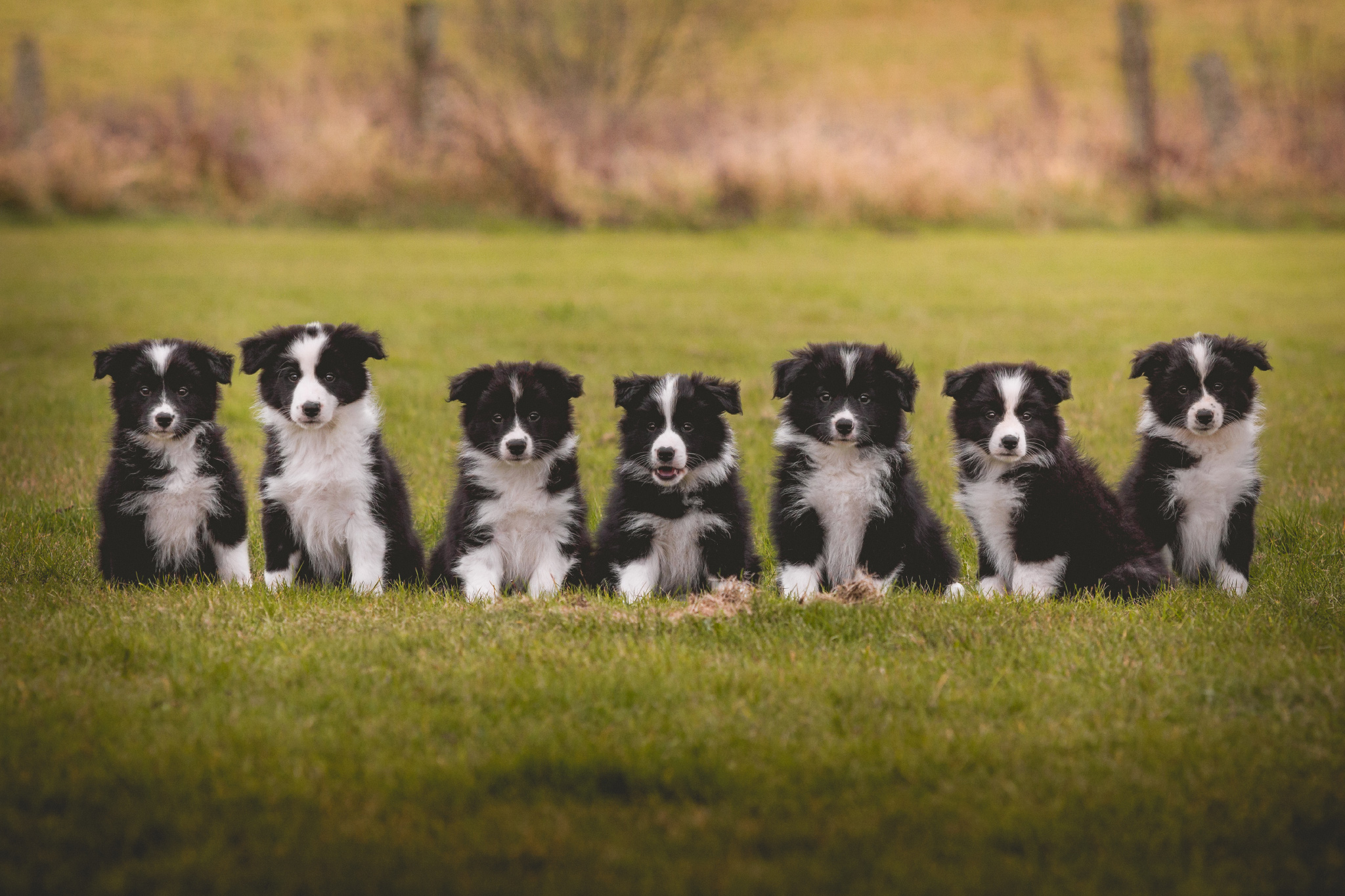 Gruppenfoto von sieben schwarz-weißen Border Collie Welpen aus VDH-Zucht.