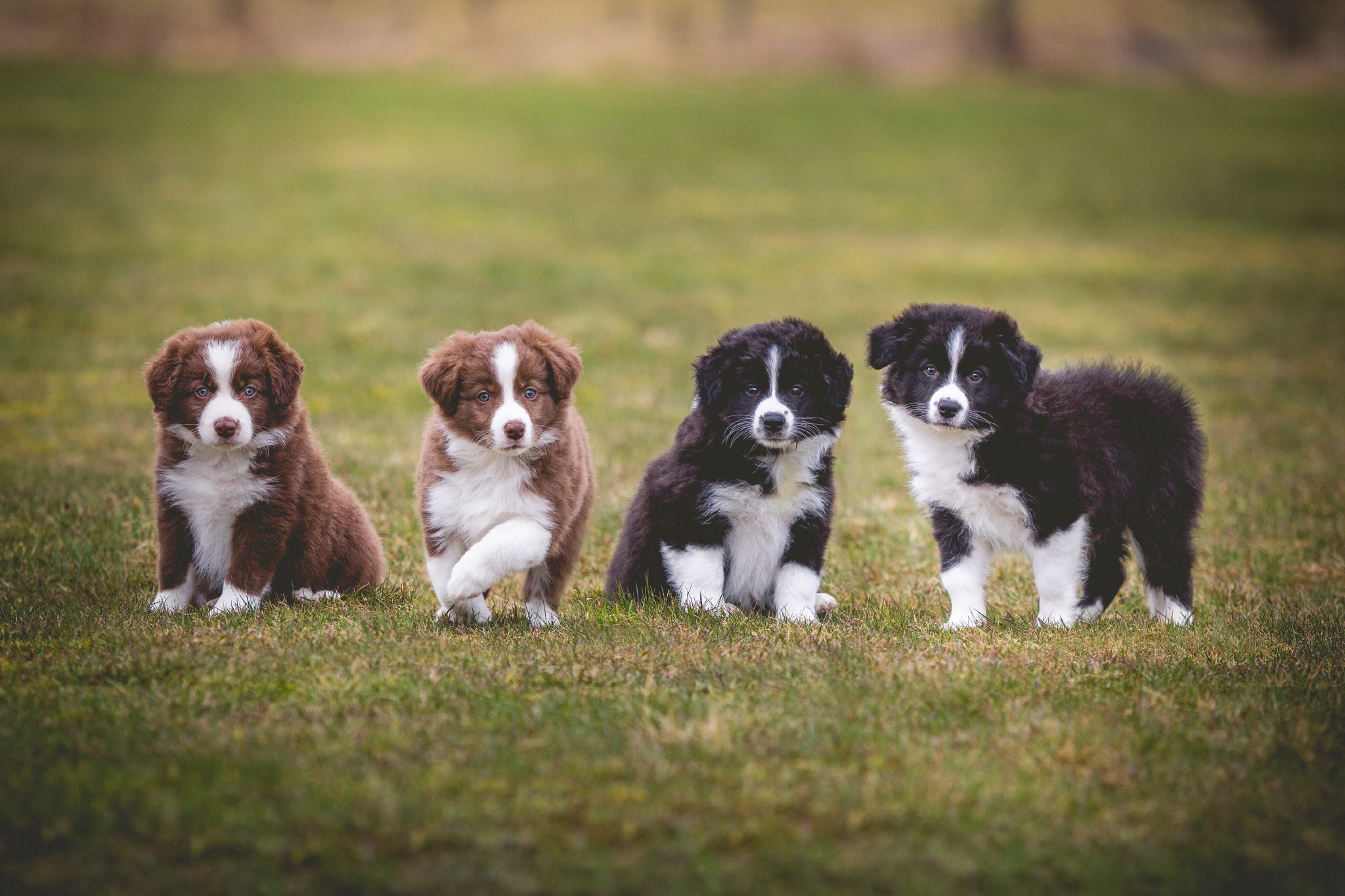 Vier Border Collie Welpen aus unserem D-Wurf (chocolate und black-white tan)