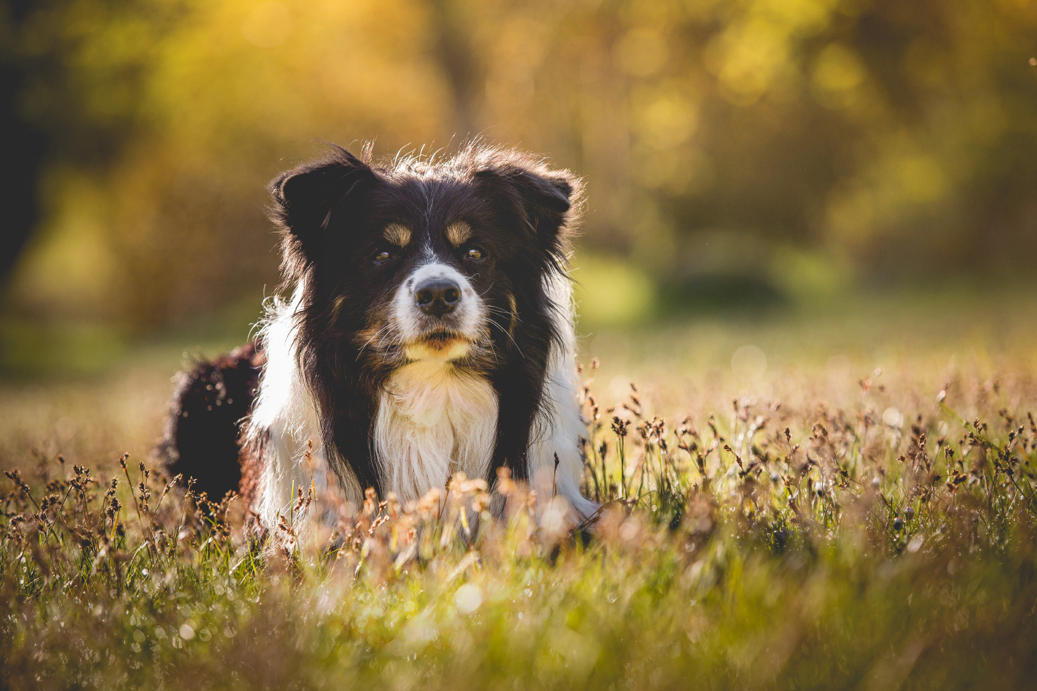 Border Collie Rüde Neo liegend auf einer Frühlingswiese im Morgenlicht.