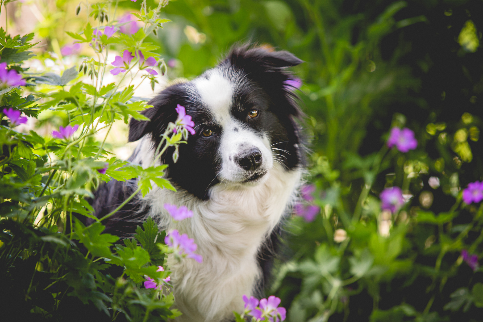 10|06|2016 – Nell im Garten