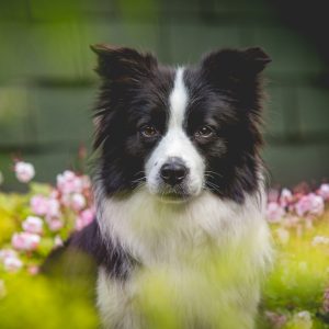 Border Collie Hündin Ida im Garten