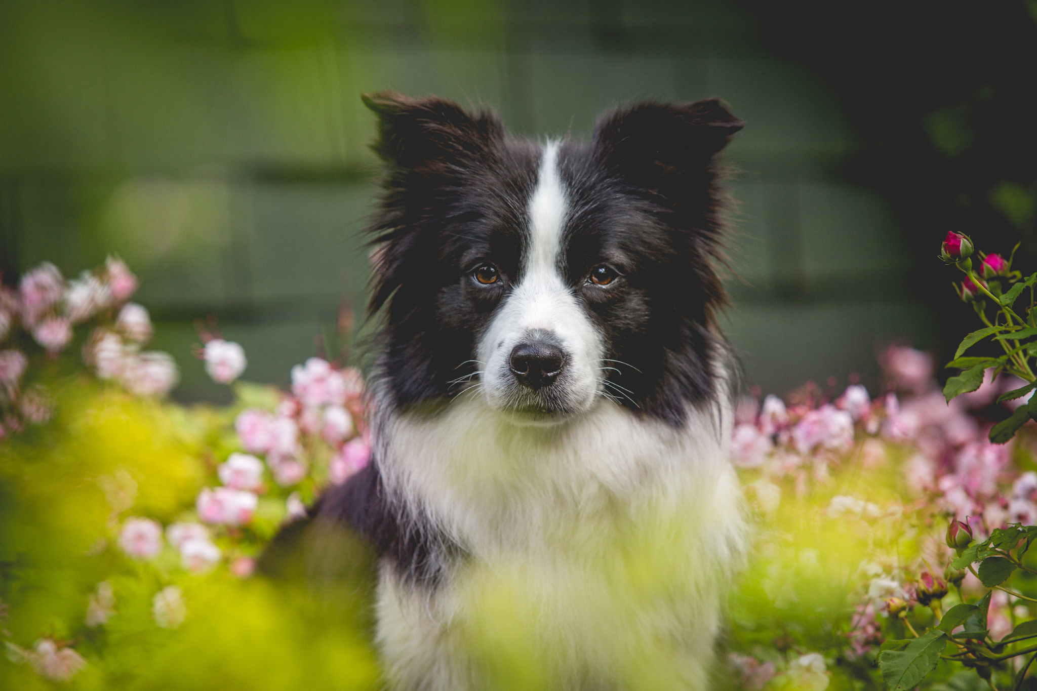 Border Collie Hündin Ida im Garten