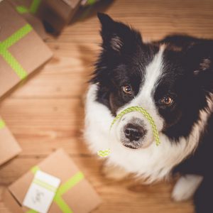 Was schenkt man einem Border Collie? Ida weiß Bescheid …