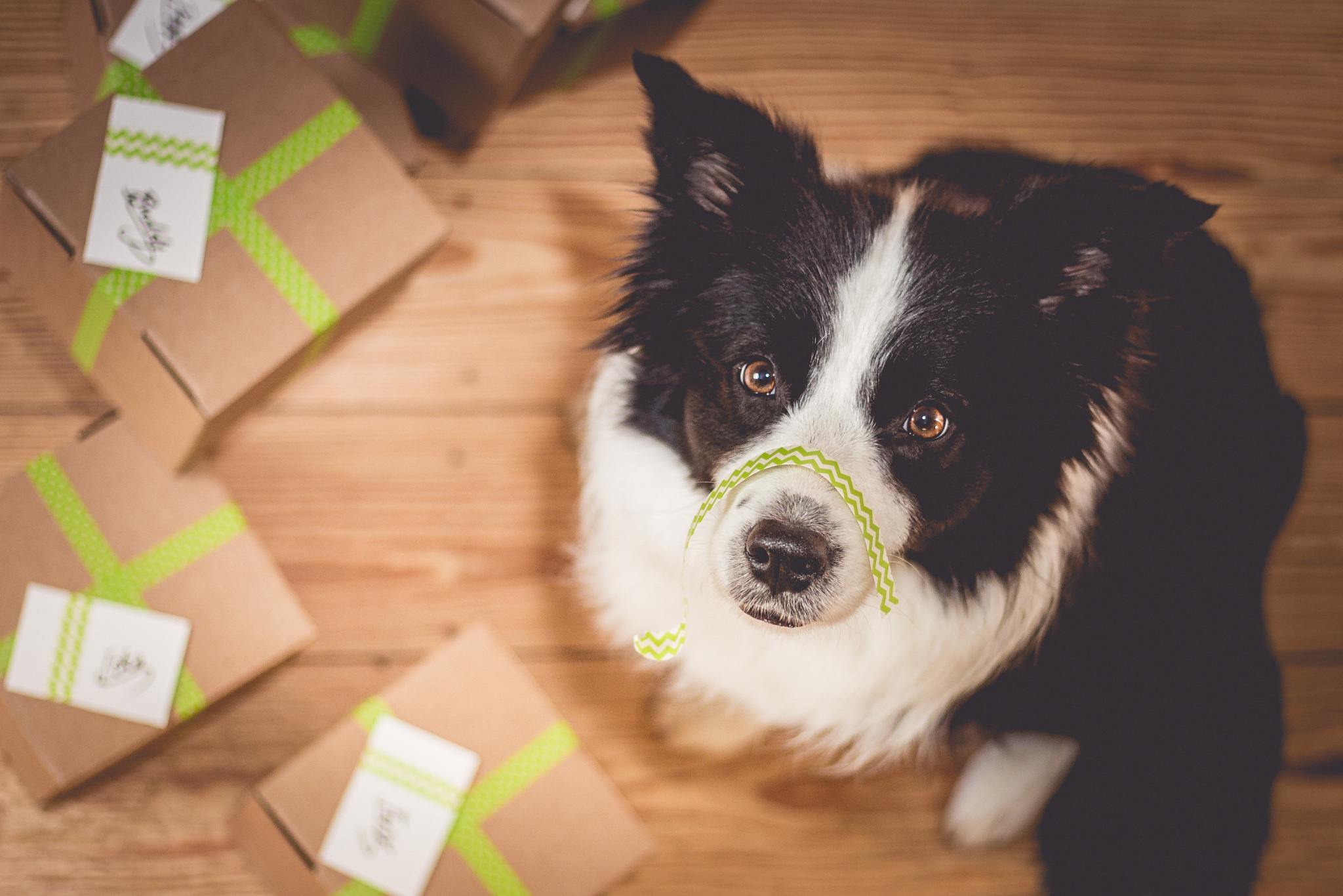 Was schenkt man einem Border Collie? Ida weiß Bescheid …