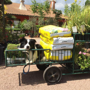 Border Collie Lou im Garten-Center