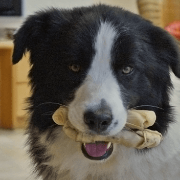 Border Collie kaut Knochen