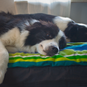 Border Collies im Bett