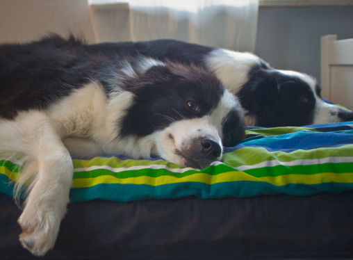 Border Collies im Bett