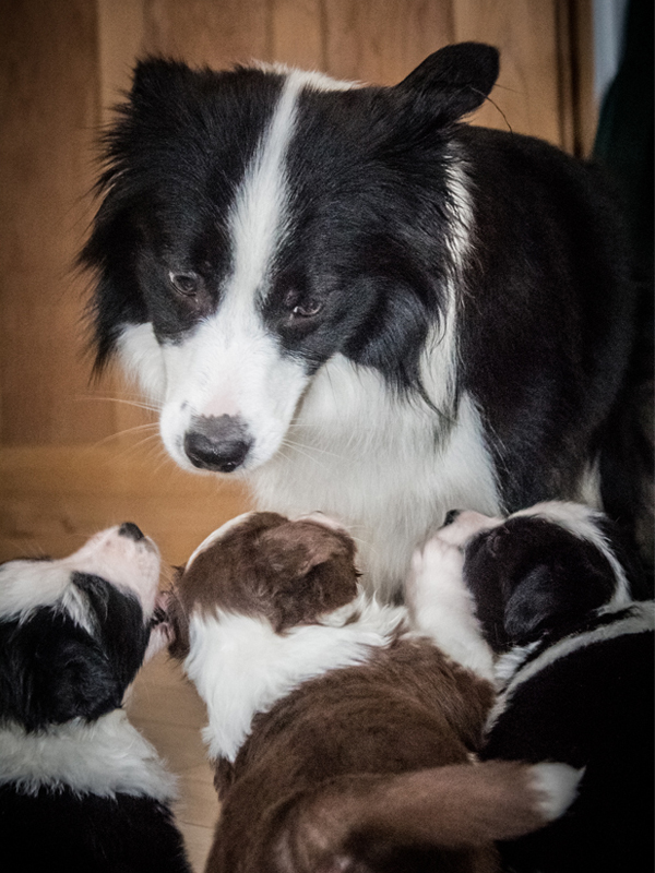 Border Collie Hündin mit Welpen