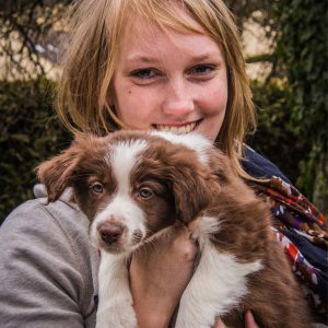 Brauner Border Collie Welpe