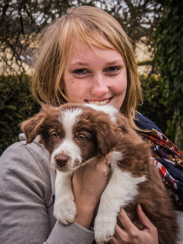 Brauner Border Collie Welpe