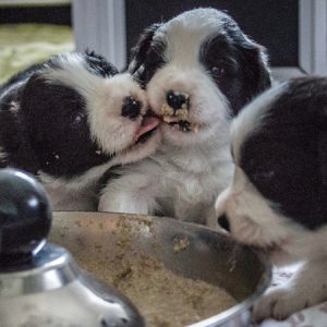 Border Collie Welpen bei der ersten Mahlzeit