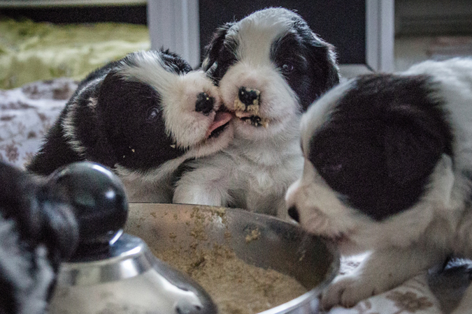 Border Collie Welpen bei der ersten Mahlzeit