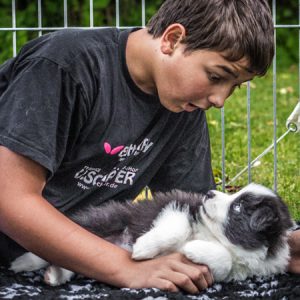 Kind mit einem Border Collie Welpen