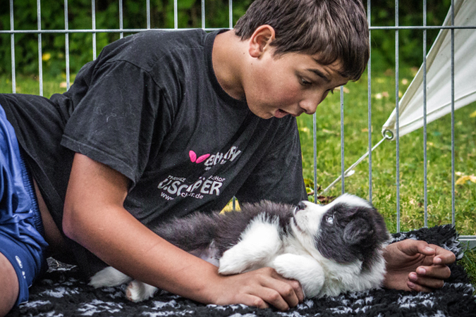 Kind mit einem Border Collie Welpen