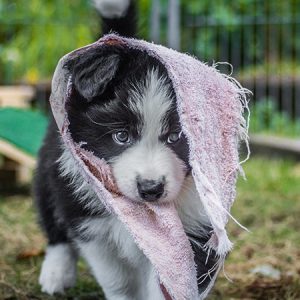 Spielender Border Collie Welpe