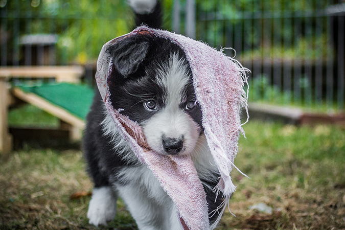 Spielender Border Collie Welpe