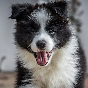 Männlicher Border Collie Welpe