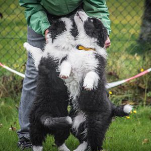 Zwei Border Collie Welpen