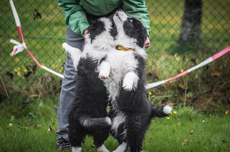 Zwei Border Collie Welpen